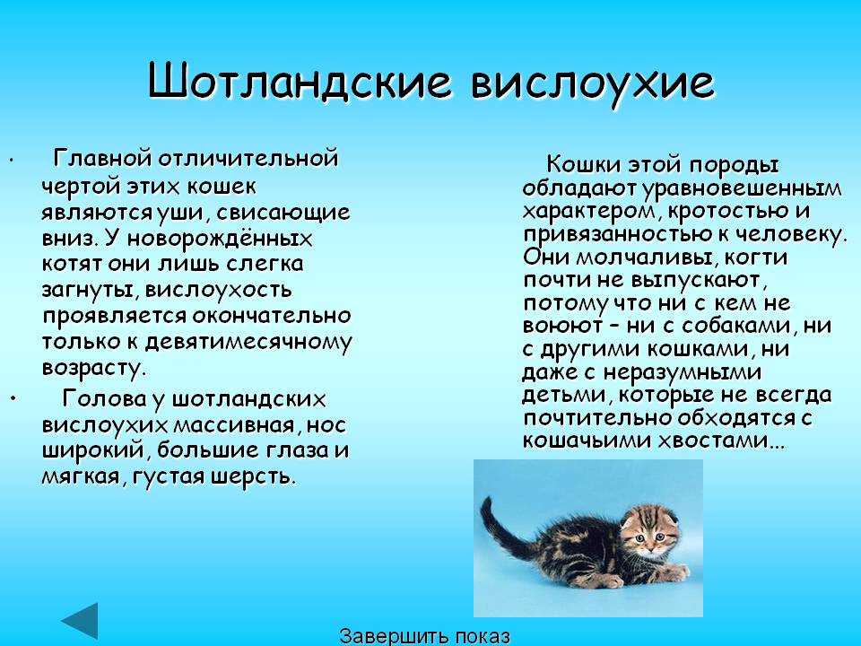 Шотландские котята в 4 месяца - фото, питание, уход