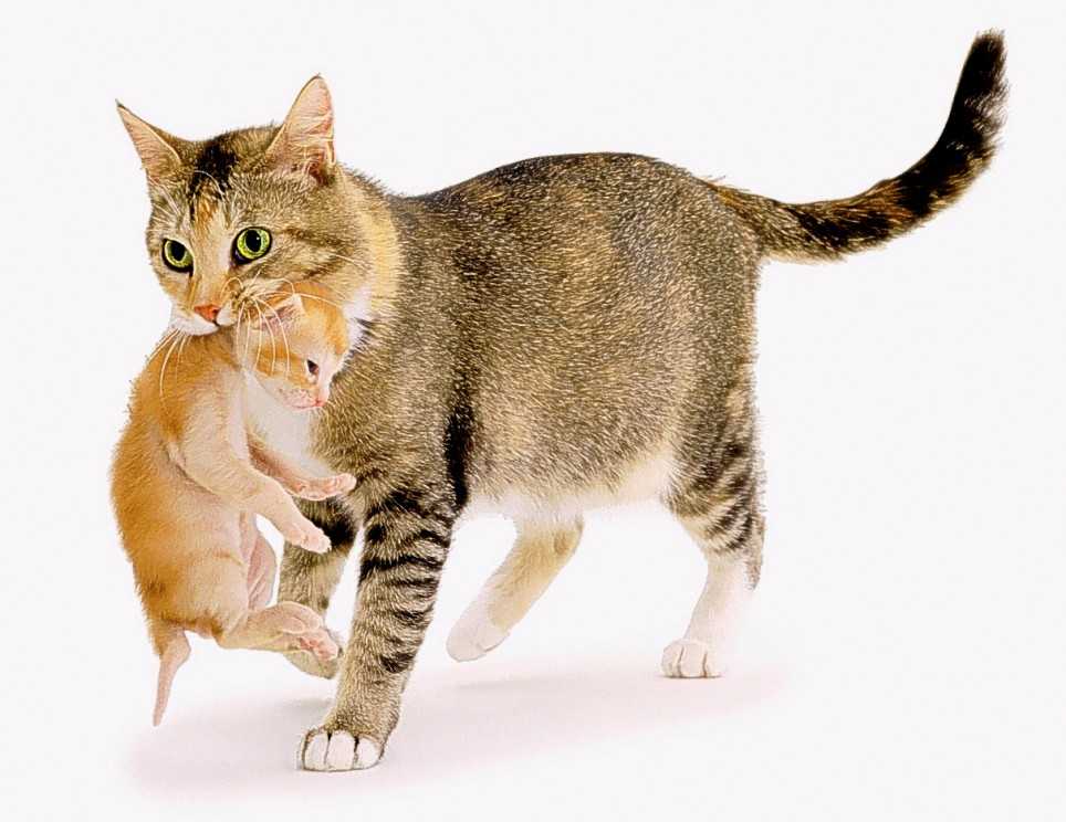 Почему кошка рычит и шипит на своего котенка, что делать?