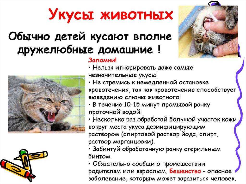 Как определить ушиб лапы у кота?