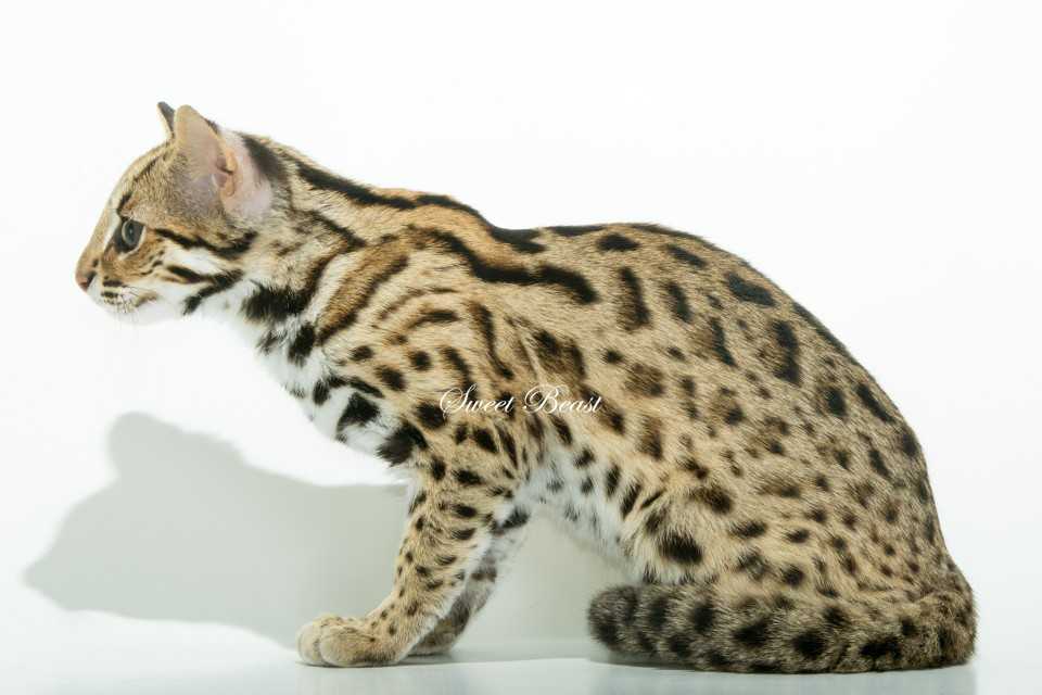 ᐉ пятнистые кошки: топ 20 пород, похожих на леопарда, 50 фото - zoogradspb.ru