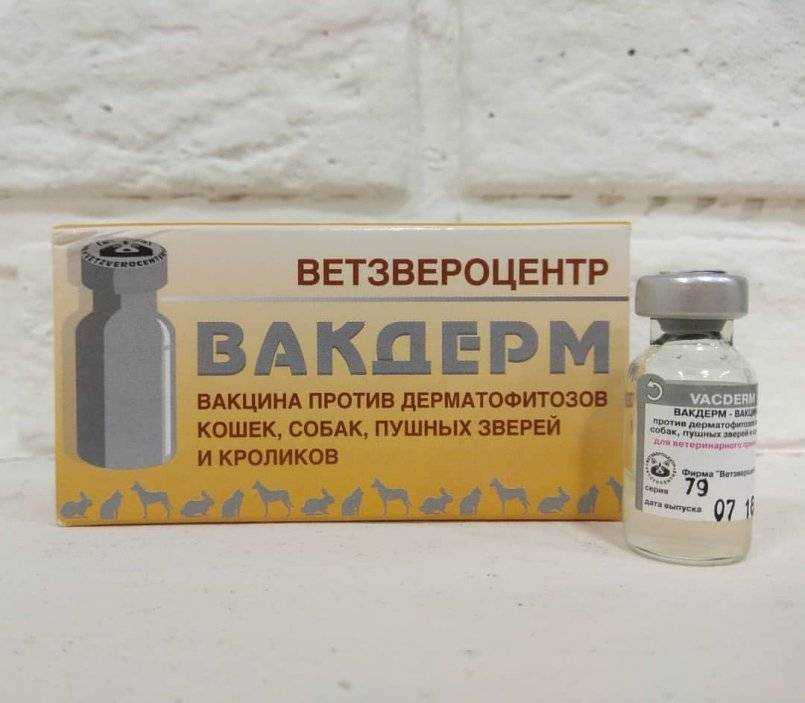 Вакдерм для кошек: инструкция по применению | звери дома