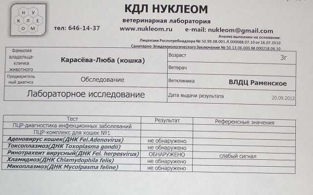 Токсоплазмоз у кошек: симптомы, лечение, профилактика