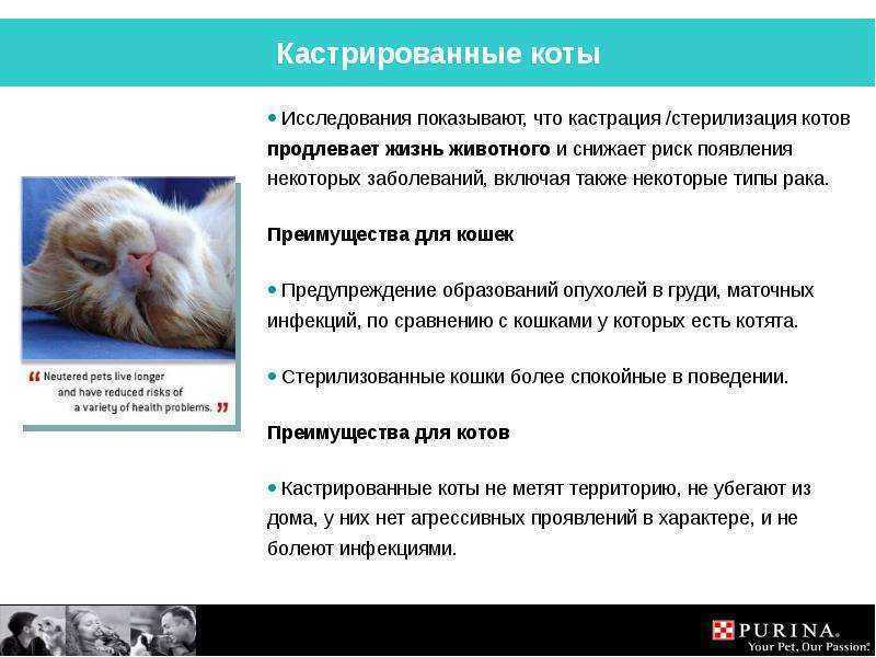 Кошка после кастрации: уход и поведение | whiskas