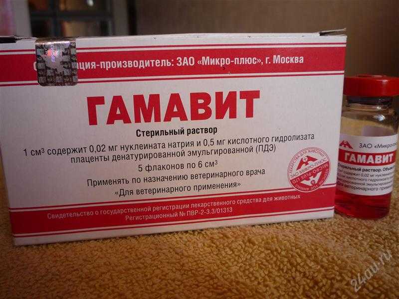 Иммуномодулятор для кошек Гамапрен: состав и форма выпуска препарата, показания к применению, инструкция, ориентировочная цена в ветаптеках, отзывы владельцев питомцев и ветеринаров