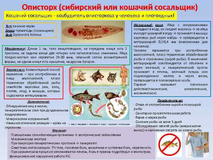 В какой рыбе нет описторхоза