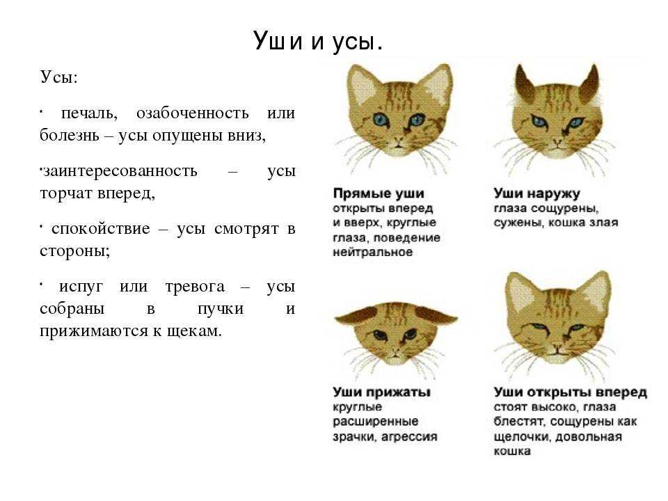 Кошачьи усы