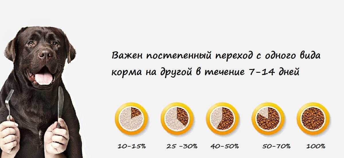 Как перевести собаку с одного корма на другой - смена сухого корма без проблем для питомца