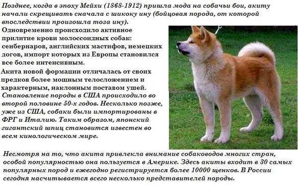 Акита-ину: стандарт породы, характер, уход, кормление