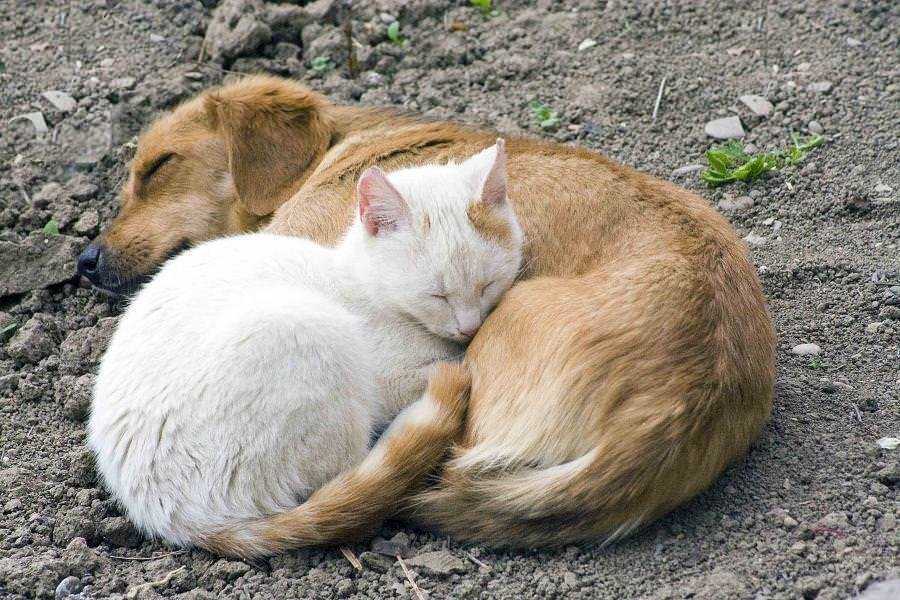 Почему индусы не любят кошек