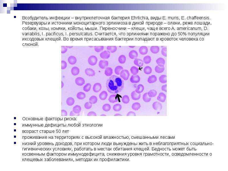 Симптомы эрлихиоза у собак и методы его лечения. эрлихиоз собак