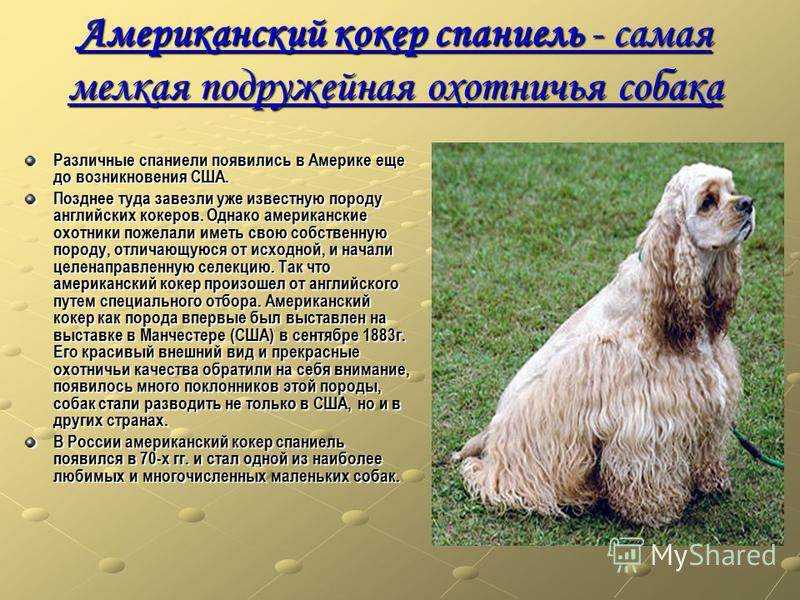 Кокер спаниель - уход и содержание в домашних условиях, в квартире, частном доме