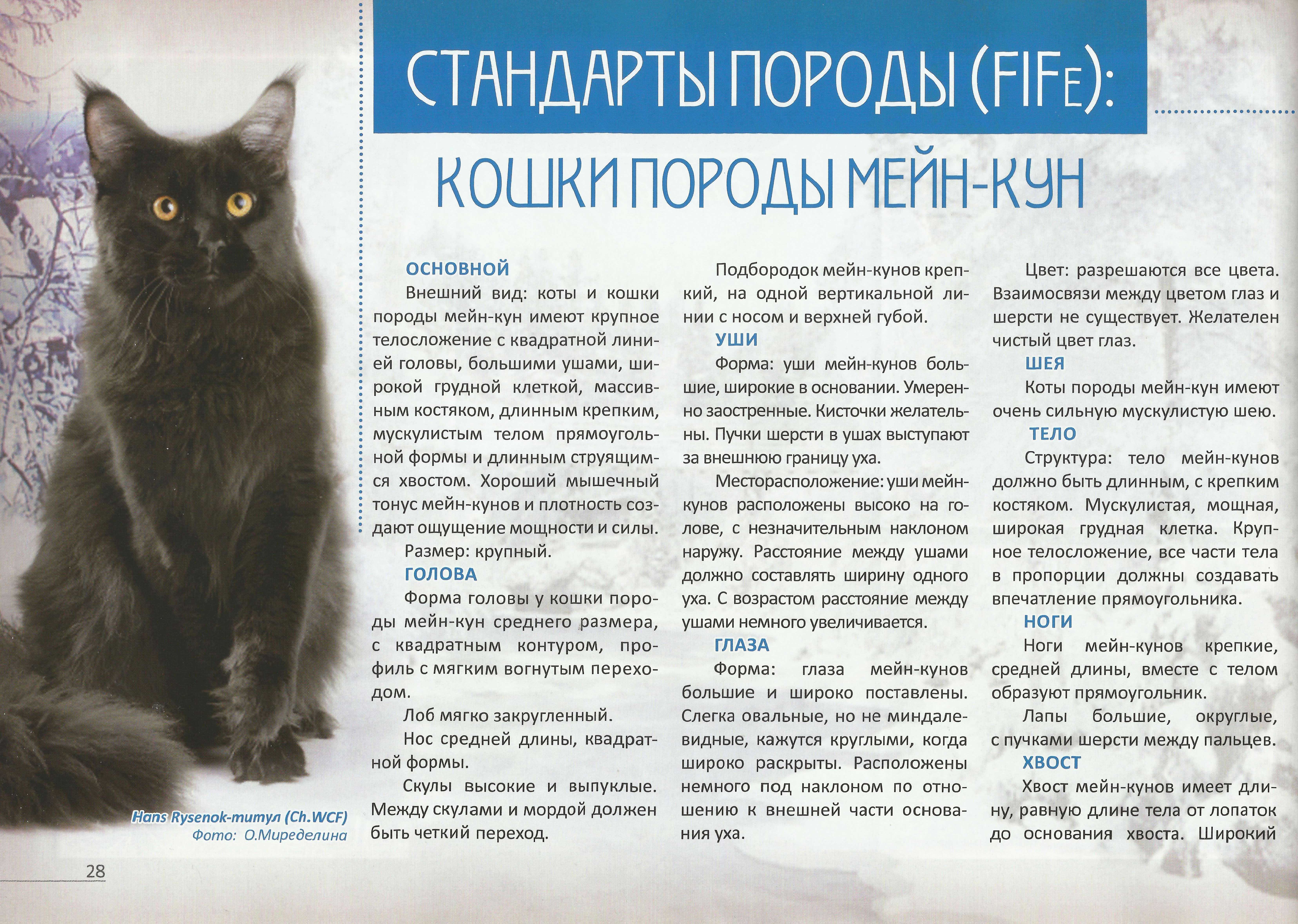 Мейн-кун. характеристика. история возникновения. характер и психология - мир кошек