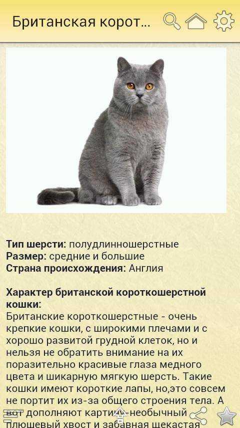 Правила питания, которые должен знать каждый владелец британской кошки - блог о кошках британской породы