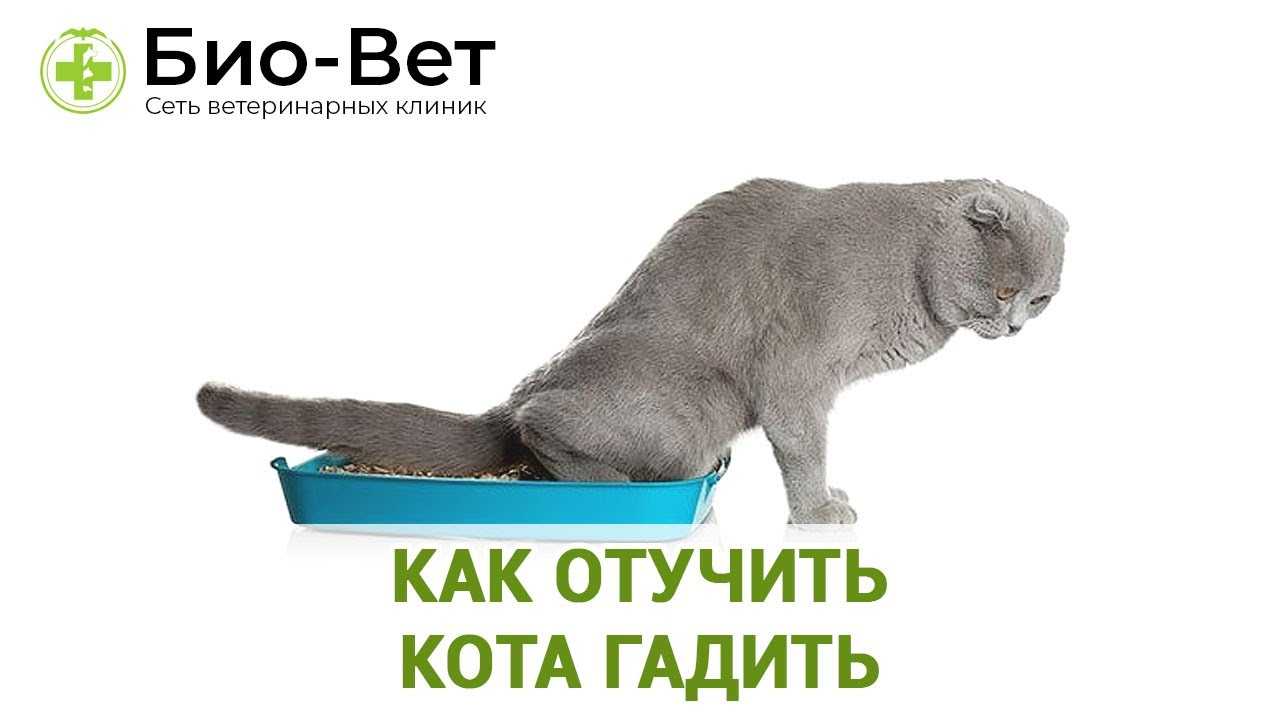 7 способов отучить кота метить территорию | звери дома