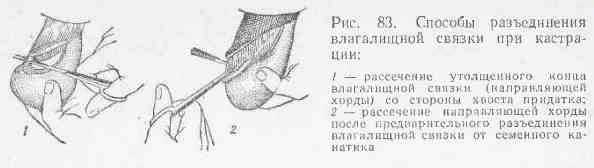 Кастрация котов. описание процедуры и уход за животным после операции