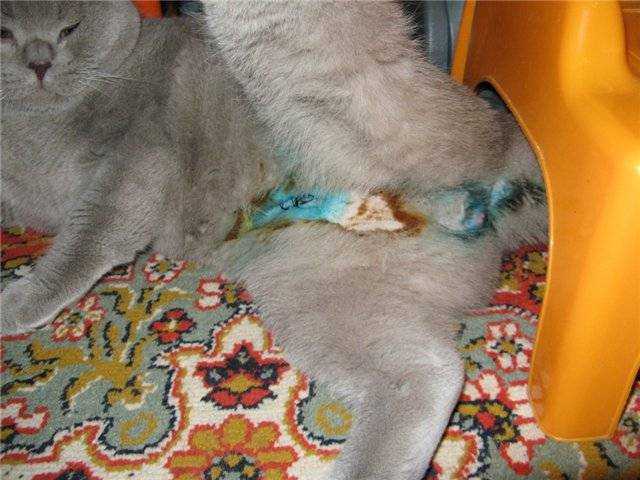 Кастрация кота