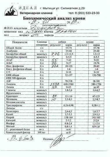 Пироплазмоз у собак