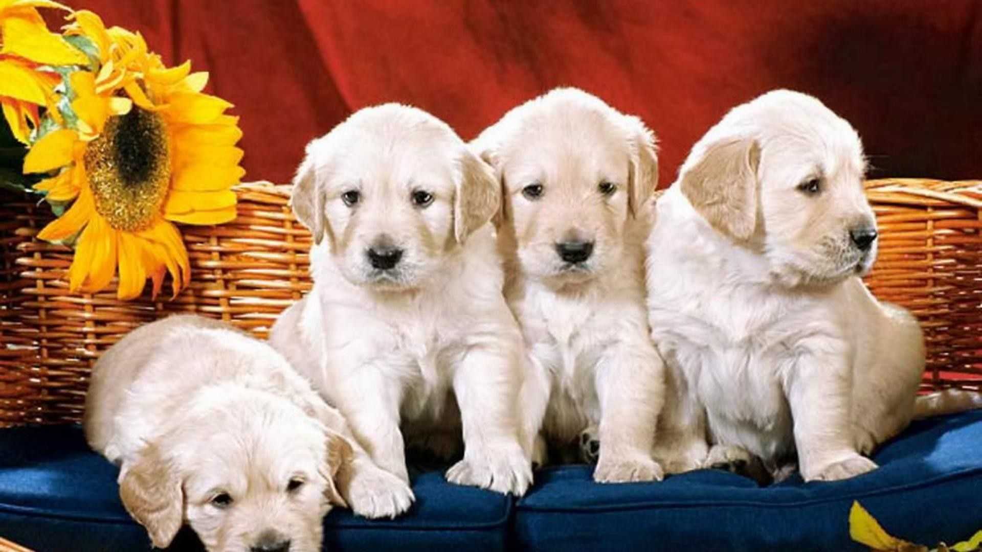 К чему снятся маленькие щенки и собаки, белые и черные: толкование по сонникам для женщин и мужчин