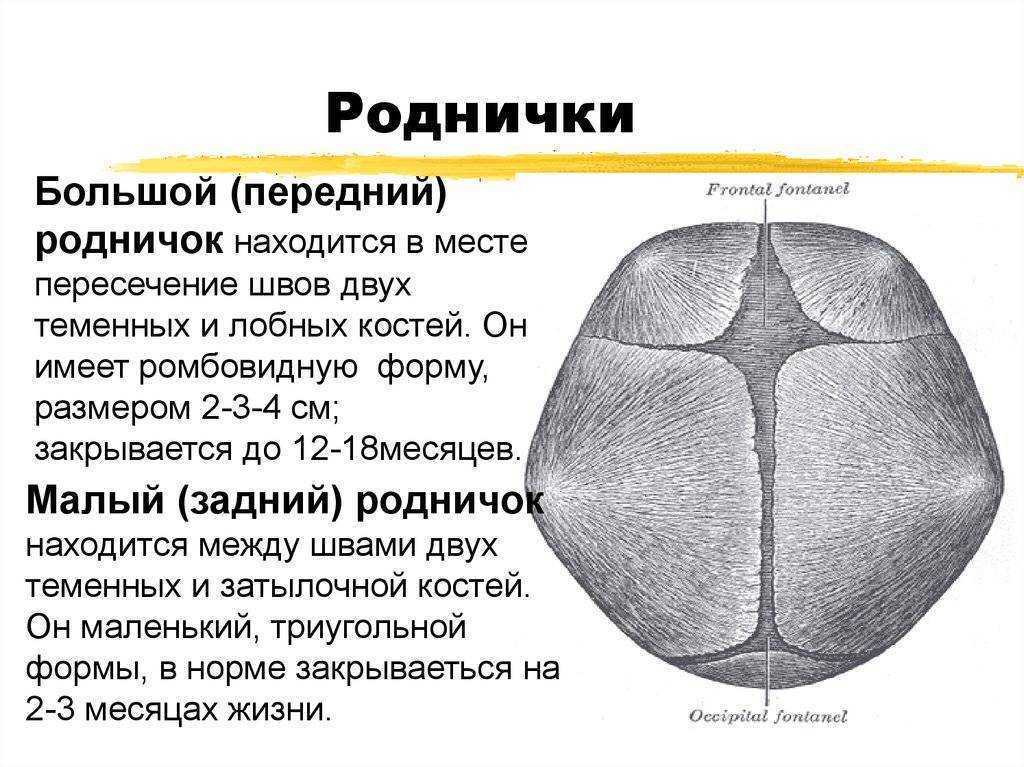 Шпиц — пушистая улыбка. родничок у собак: что это такое и его функции болезни системы дыхания
