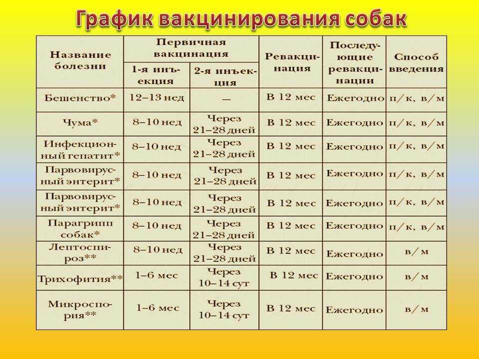Через сколько дней после прививки можно купать щенка: существуют ли исключения