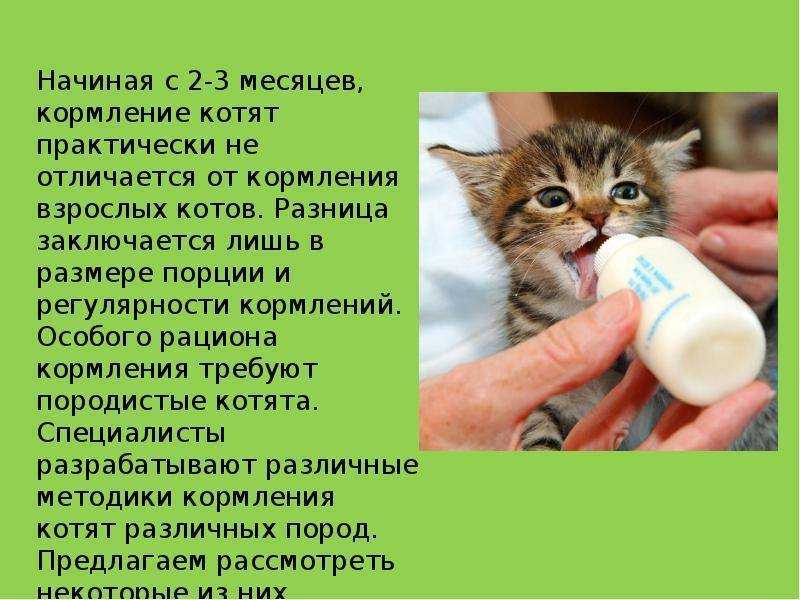 Когда котята начинают есть самостоятельно и как их научить?