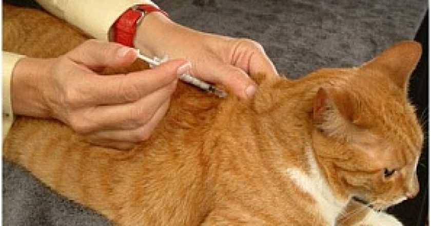 Последствия и осложнения вакцинации кошек