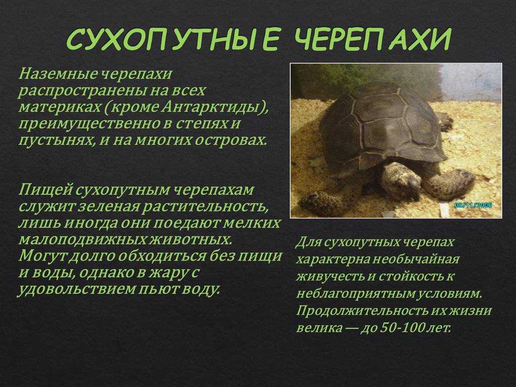 Красноухая черепаха — виды, описание, уход