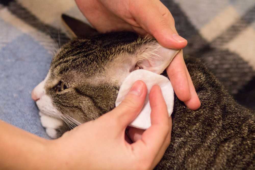 Неприятный запах из ушей у кошек