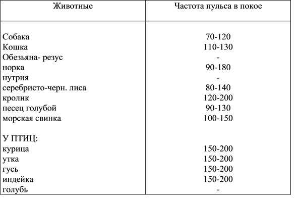 Гипертензия у кошек.
