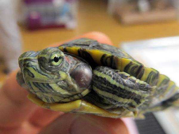 Черепаха: все самое интересное о повадках, образе жизни