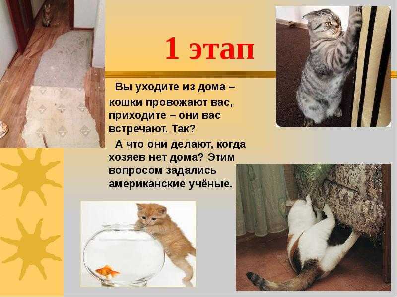 Почему кошка не даёт себя гладить и кусается: что это может быть?
