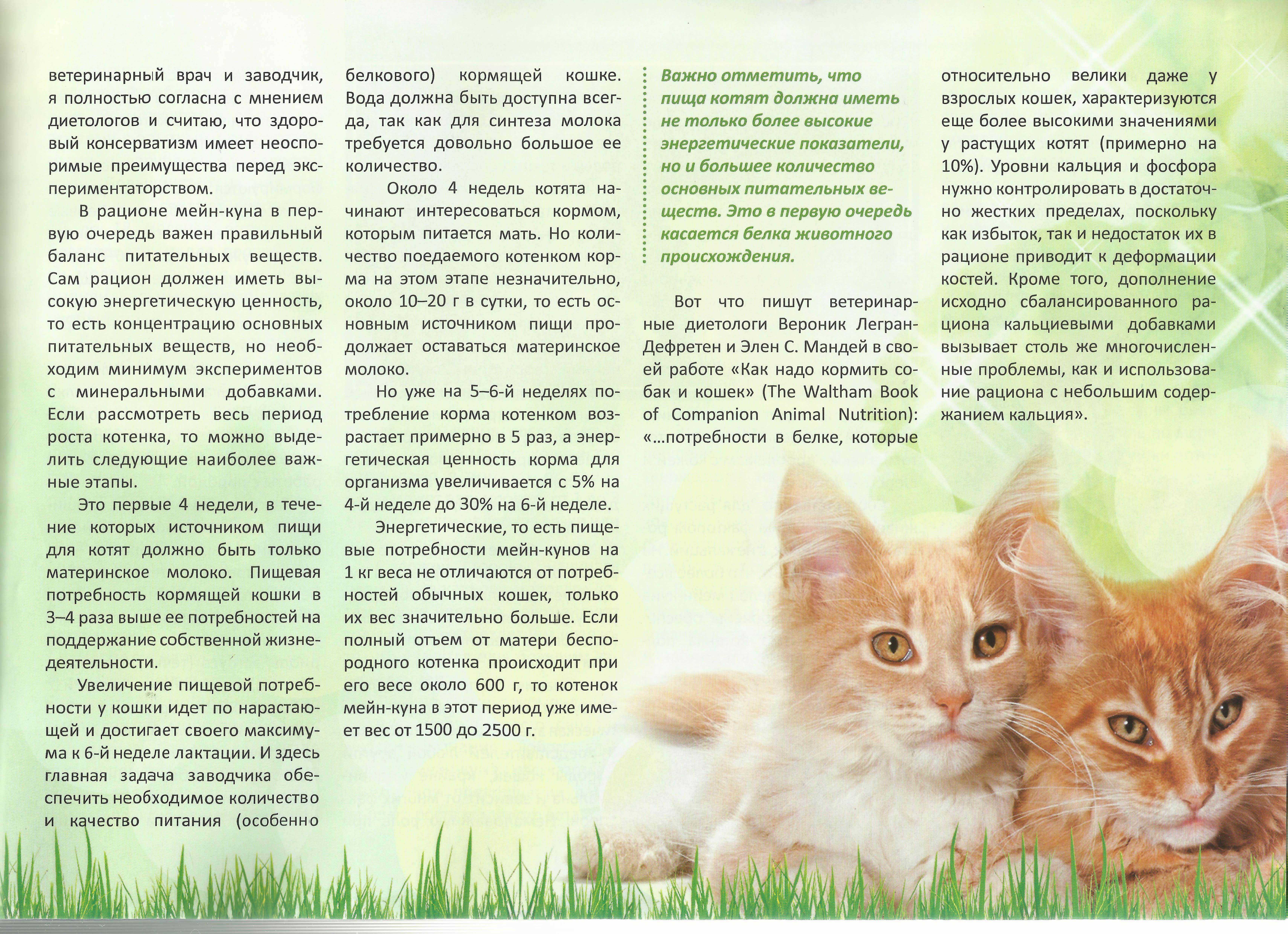 Чем кормить котенка курильского бобтейла