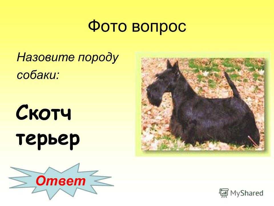 Скотч-терьер (шотландский терьер): описание породы, советы и рекомендации по выбору щенка, уход и содержание (+ фото)