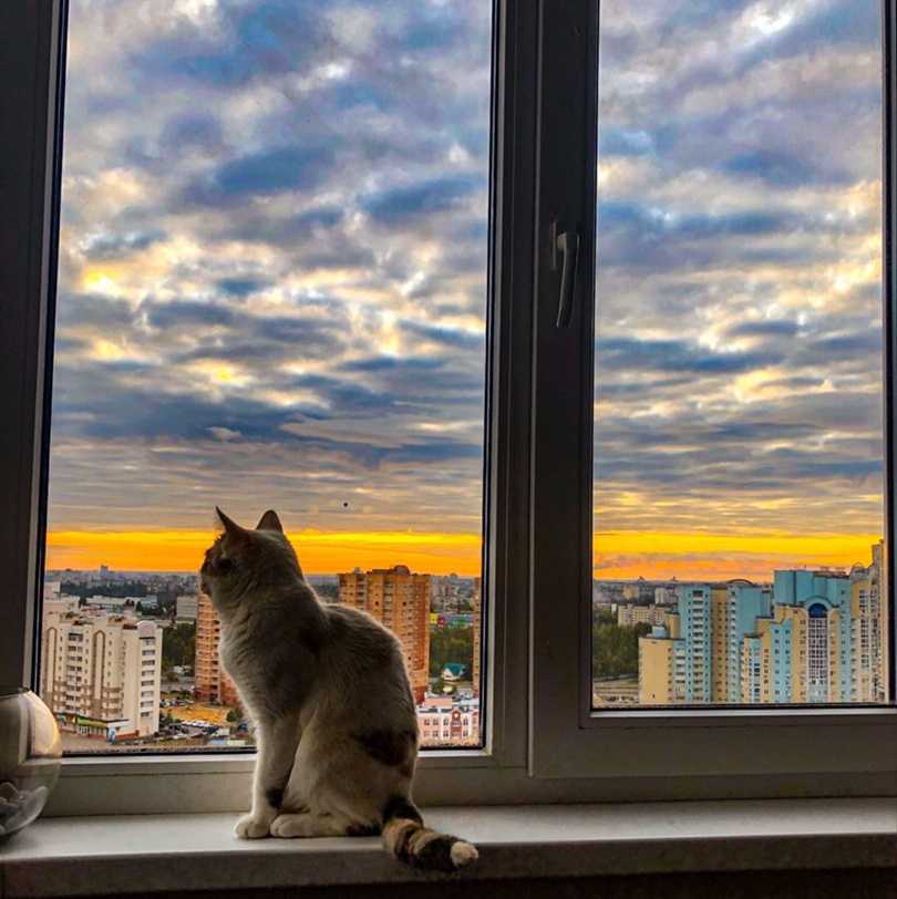 Почему кошки любят сидеть на окне