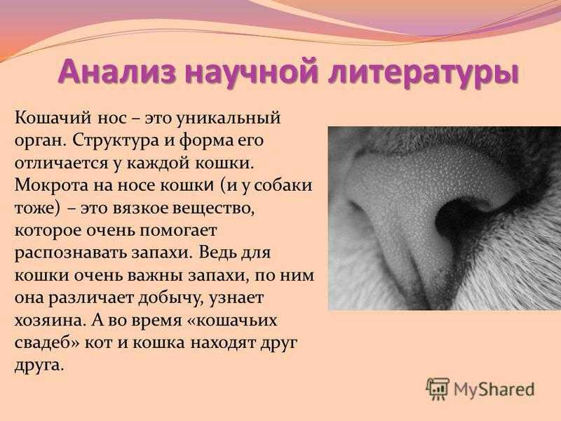 Сухой нос у кота: признак заболевания или естественное явление | блог ветклиники "беланта"