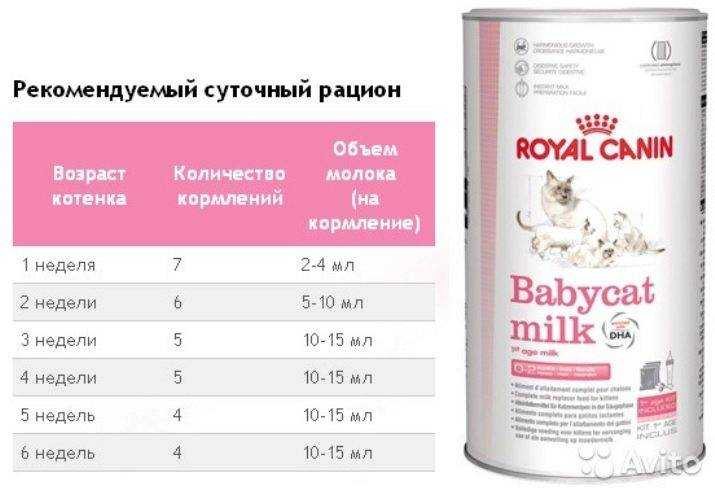 Чем кормить котенка