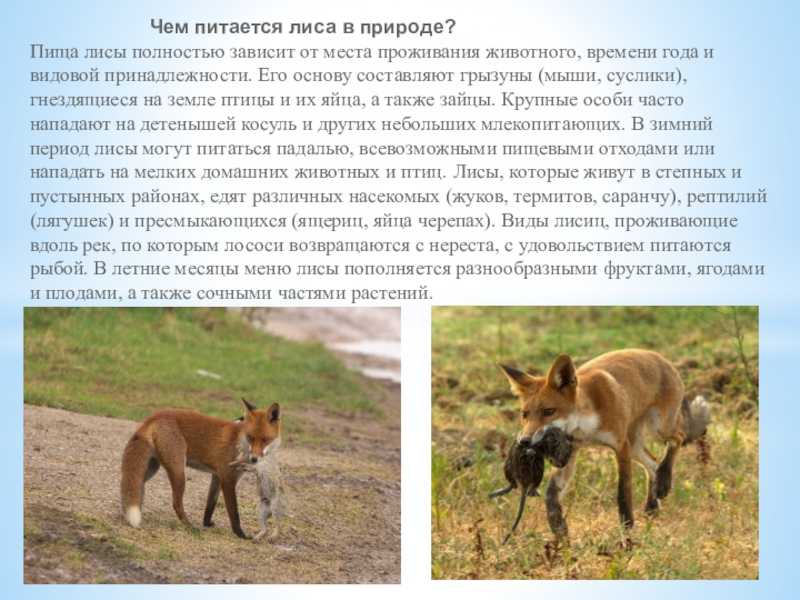 Лисица обыкновенная: описание и фото, среда обитания, образ жизни хищника