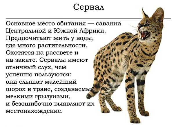 Кошки серенгети: описание внешности и характера, уход за питомцем и его содержание, выбор котёнка, отзывы владельцев, фото кота