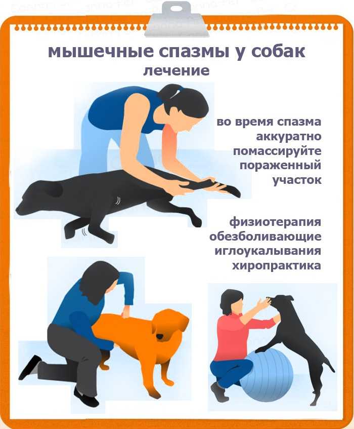 У собаки судороги. виды их причины и первая помощь при судорогах у собаки