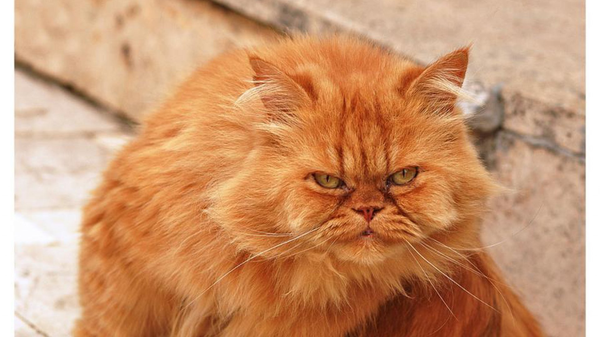 Рыжие коты (фото): солнечные символы счастья, тепла и материального благополучия - kot-pes