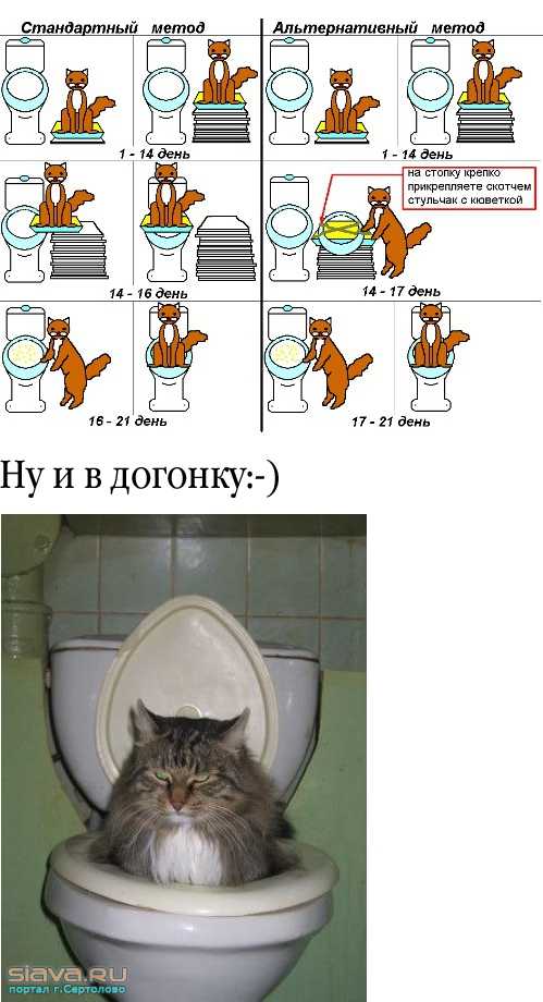Как научить котенка не бояться воды: 14 шагов