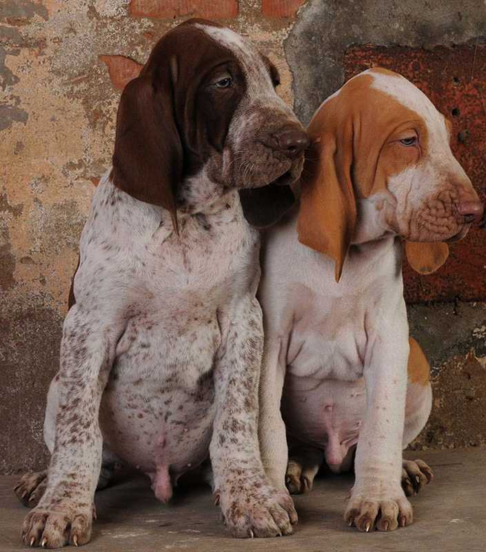 Итальянская короткошерстная легавая bracco italiano
