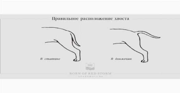 Что значит залом хвоста у собак