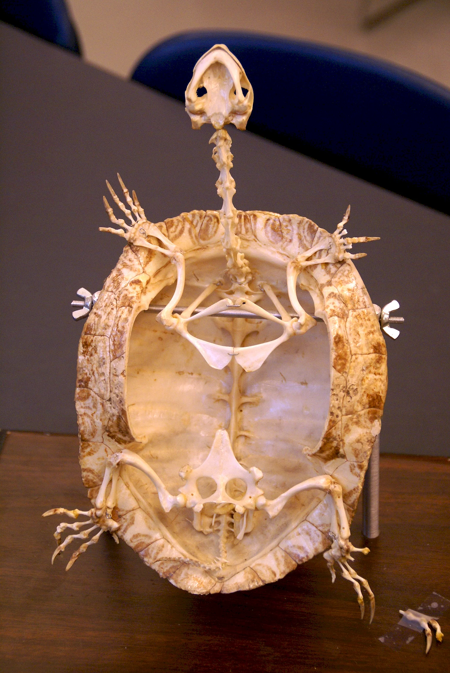 Строение домашней черепахи: как выглядит и из чего состоит панцирь, есть ли зубы