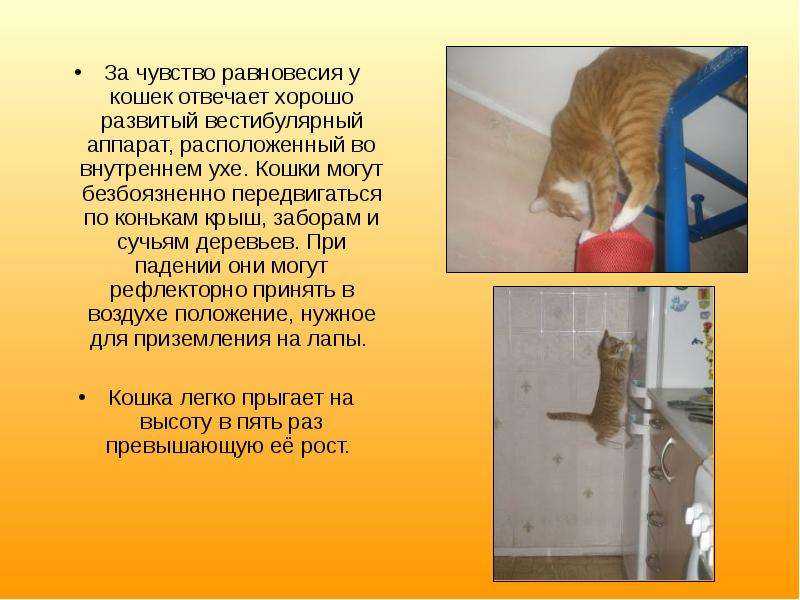 Болезни кошек нарушении координации