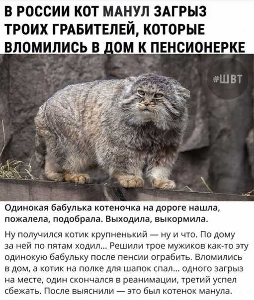 Кот манул загрыз трех грабителей. кот манул загрыз грабителей: правда или вымысел