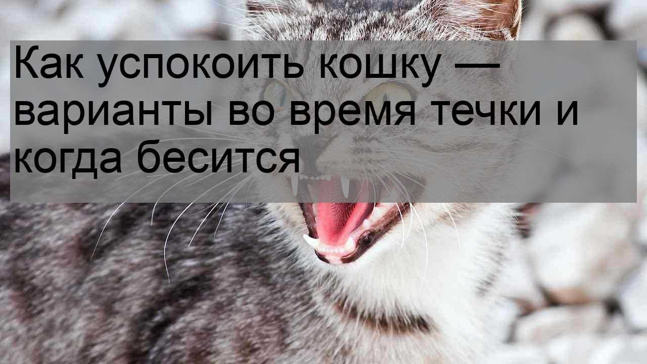Как облегчить кошке течку - 5 способов