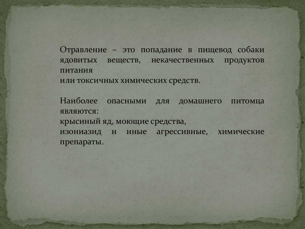 Применение таблеток изониазид для собак – инструкция