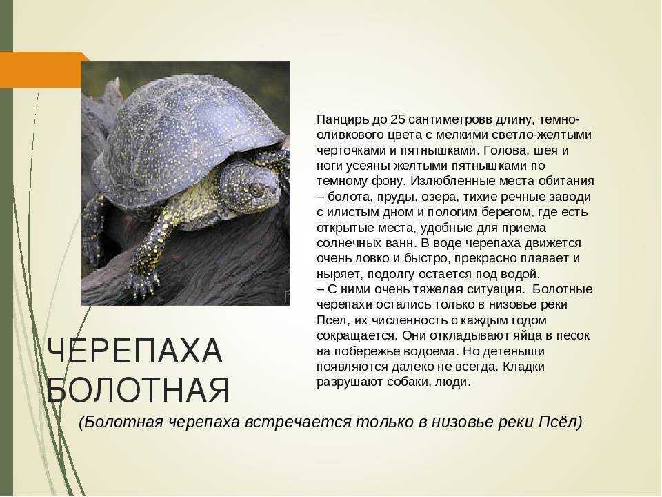 Спячка черепах, как зимуют черепахи