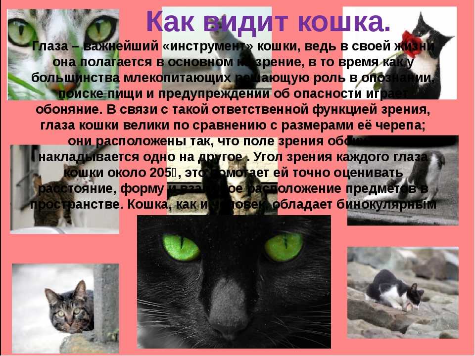 Как решают проблему бездомных животных в россии и на западе и что делать, если хочешь помочь — нож